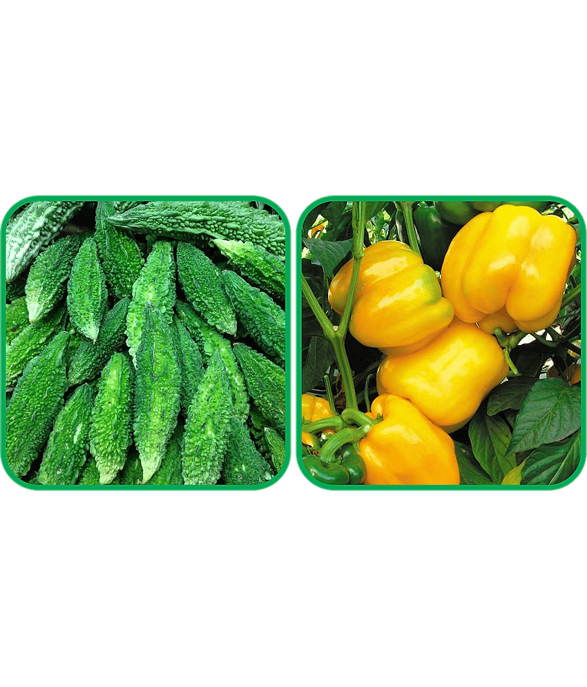 Aero Seeds Capsicum Yellow ( 30 Seeds) And Bitter Gourd ( 30 Seeds) Vegetable Seeds Pack