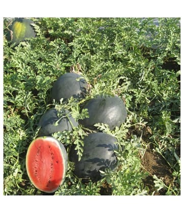 Watermelon Extremely Sweet Icebox Type - F1 Hybrid 10 Seed