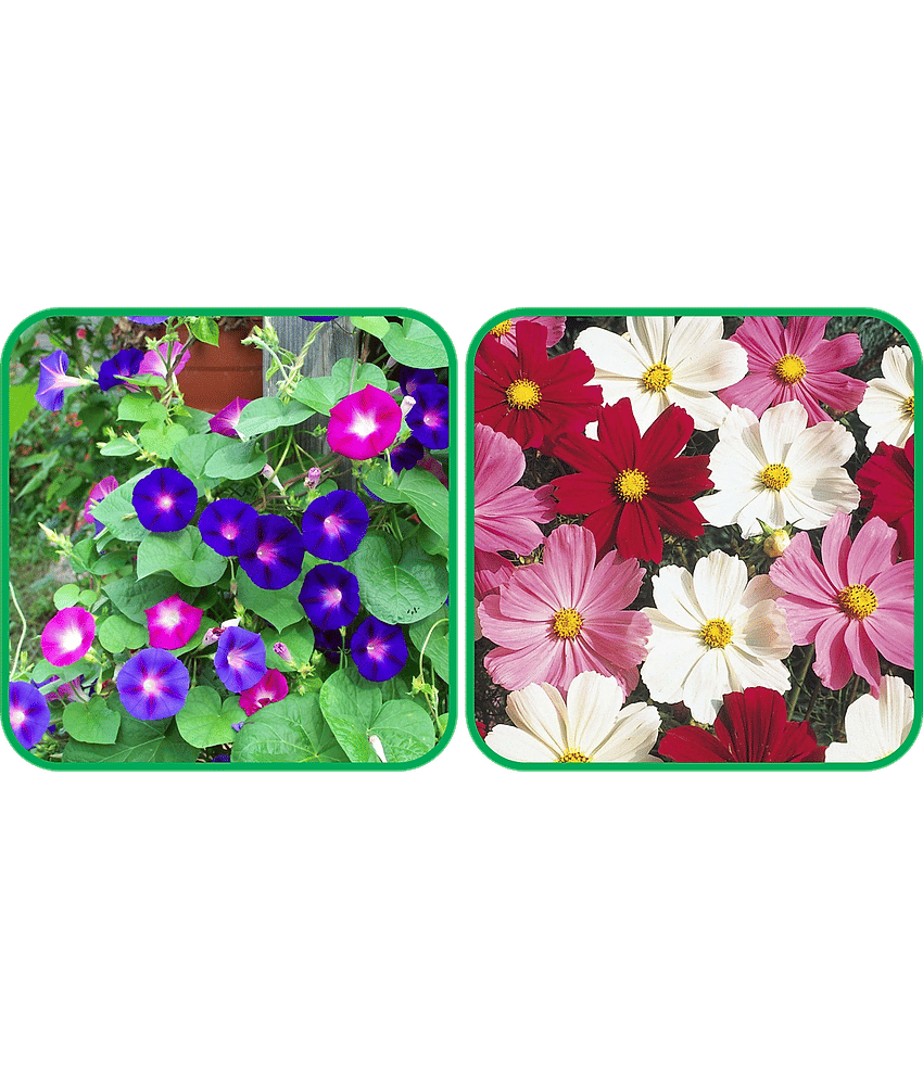Aero Seeds Cosmos Mix Color (50 Seeds) And Morning Glory Mix Color (50 Seeds) Flower Seeds Pack