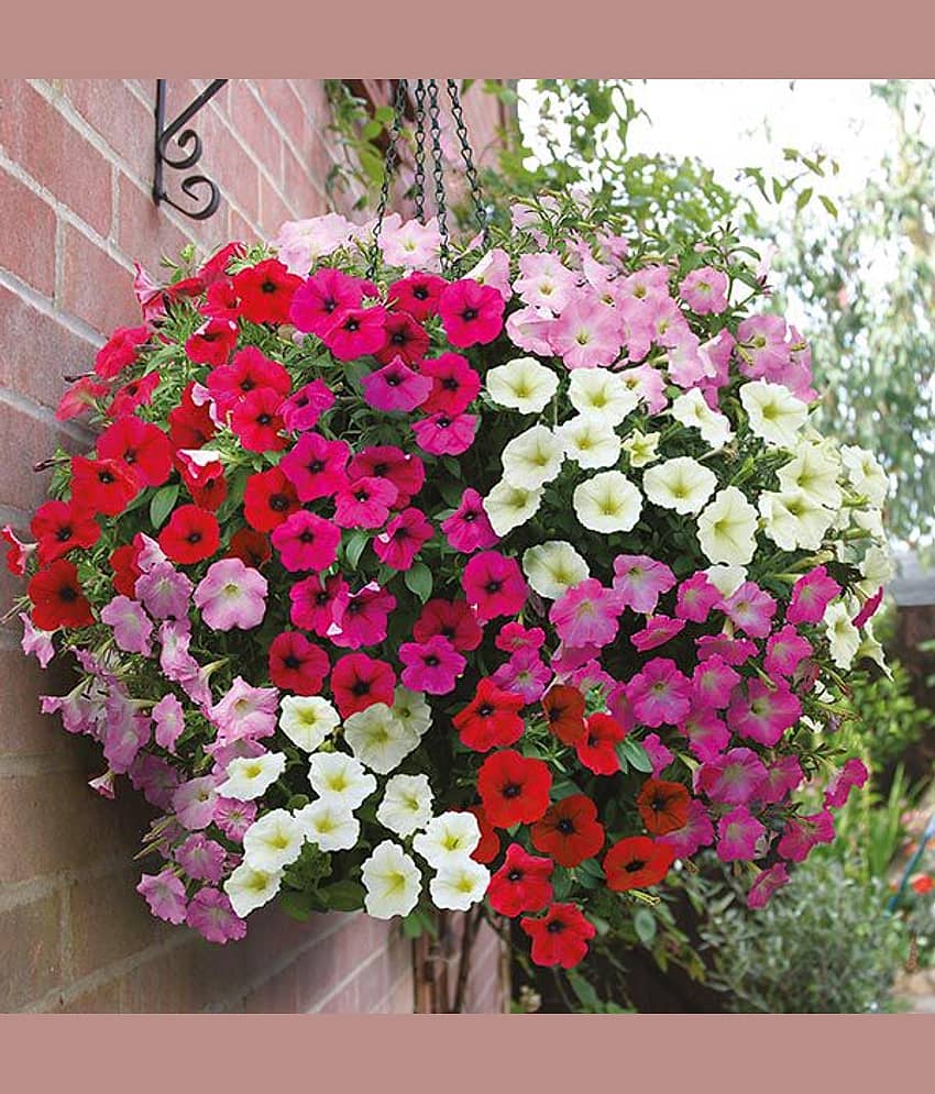 M-Tech Gardens Rare Hybrid Petunia " Rapide Mixed " Flower Seeds for Growing ( 100 Seeds Pack ) - PETUNIA114