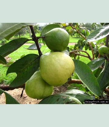 HN organic seed - Guava Fruit ( 100 Seeds )