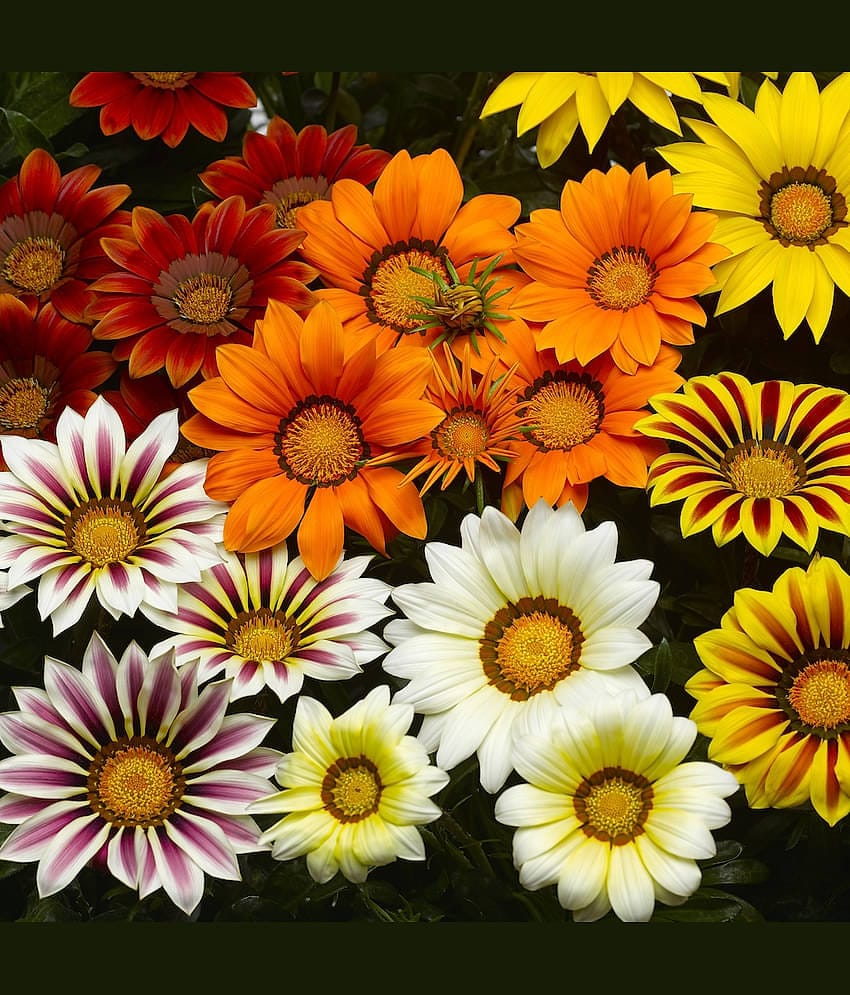 LiveNature Gazania Mixed Flower ( 100 Seeds )
