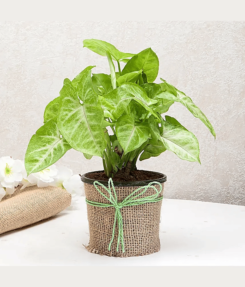 Live Green Syngonium Plant | Indoor Plant | House plants for air purification
