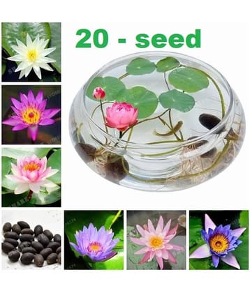 All Season Bowl Lotus Flower Seeds Flower 20 Seeds/Pack Mixed Color