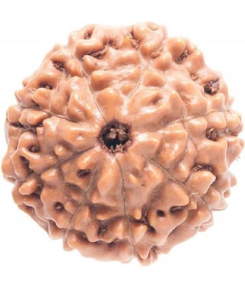 NIVARAN - 8 Mukhi Rudraksha Bead ( Pack of 1 )
