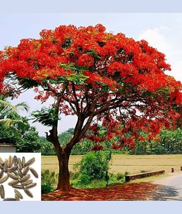 GULMOHAR PREMIUM FLOWER PLANT 10 SEEDS PACK WITH M