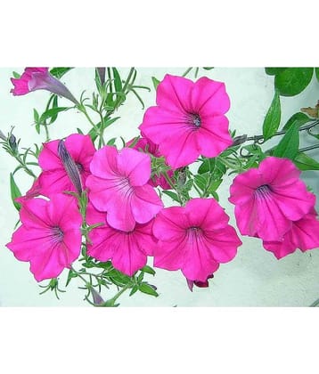 homeagro - Petunia Mixed Flower ( 50 Seeds )