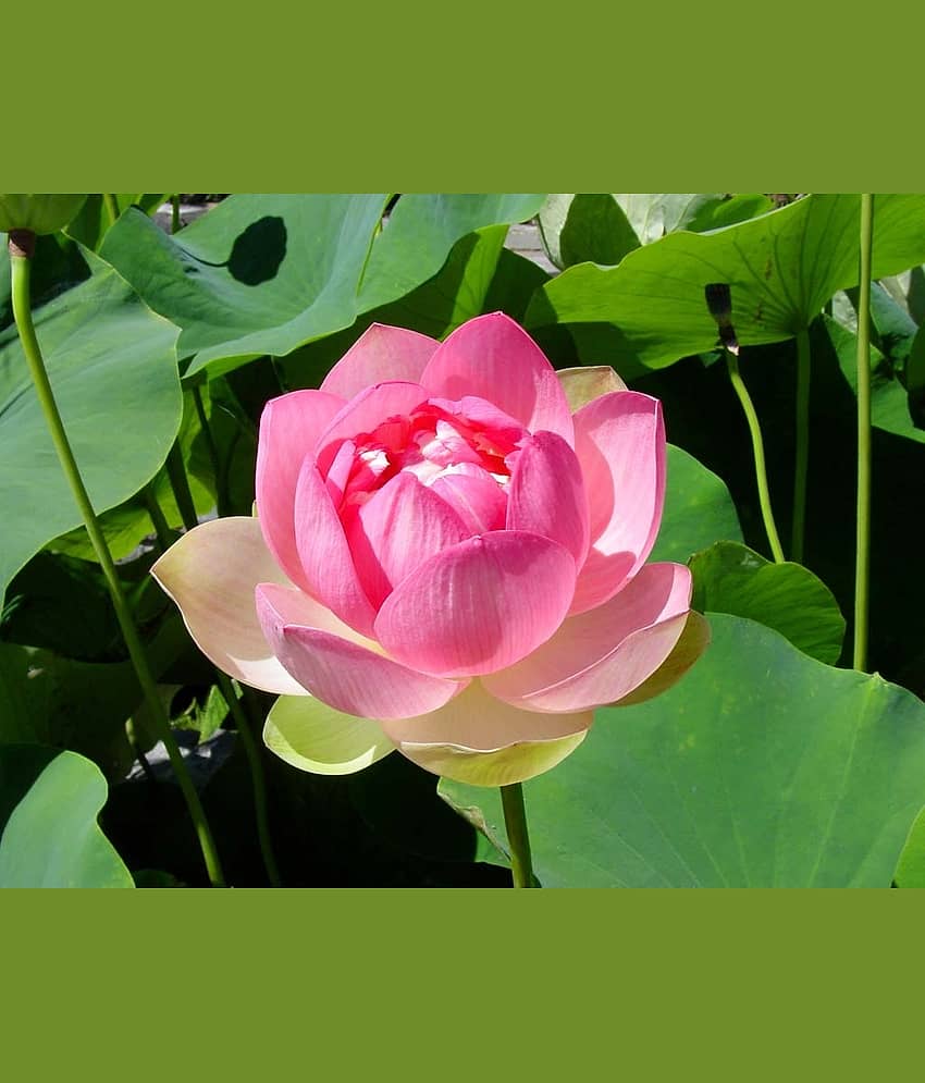 LiveNature Lotus Flower ( 10 Seeds )