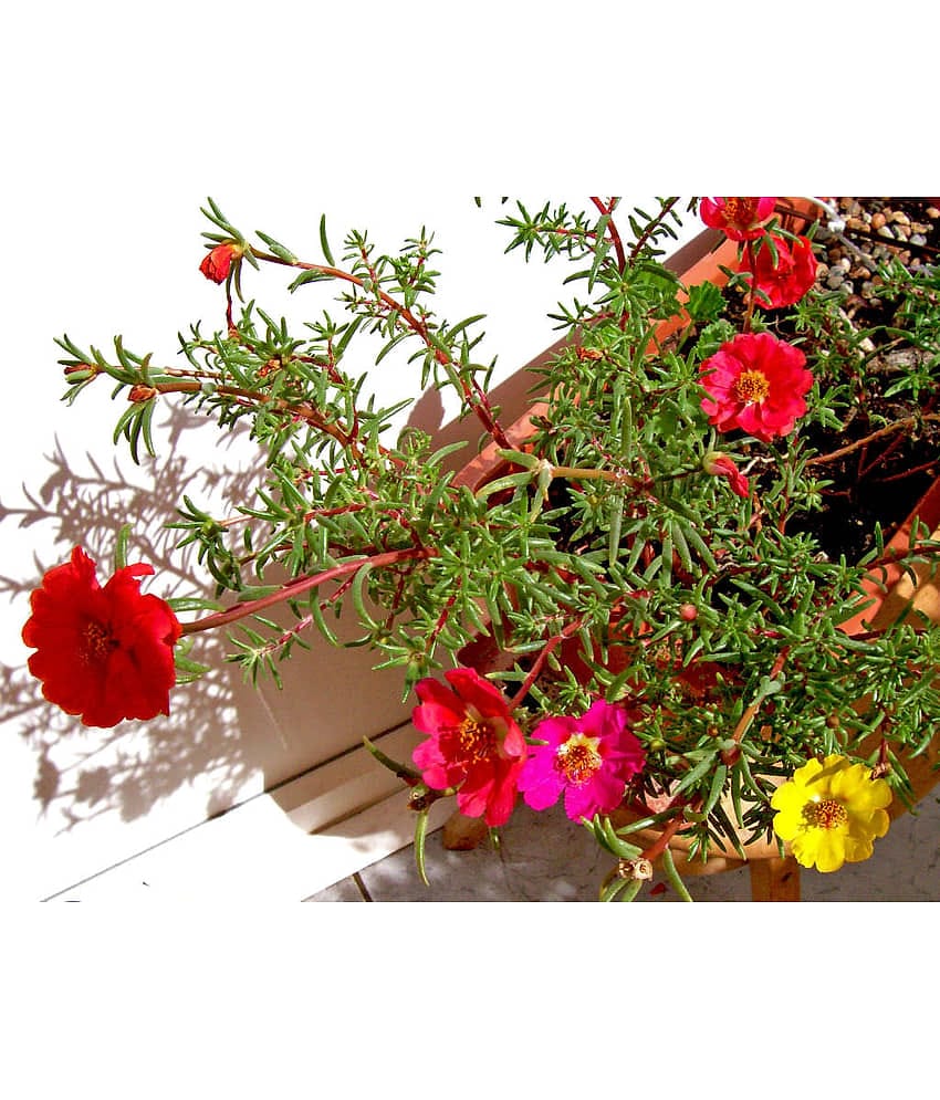 Portulaca mixed flower seeds( 50+ seeds)