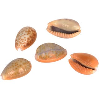 KESAR ZEMS Natural Sea Shell Stone Kaudi/Kodi/Cowry For Art And Crafts/Table Decoration Pooja Ornaments 2.5 x 1.5 x 1 KESAR ZEMS Natural Sea Shell Stone Kaudi/Kodi/Cowry For Art And Crafts/Table Decoration Pooja Ornaments 2.5 x 1.5 x 1