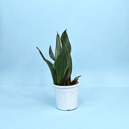 Snake Plant Green-Grow Pot / White