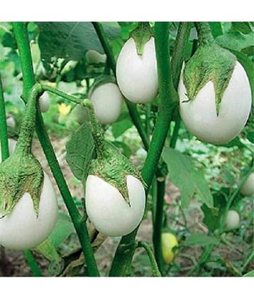 Jignisha Seeds Brinjal Vegetable ( 50 Seeds )