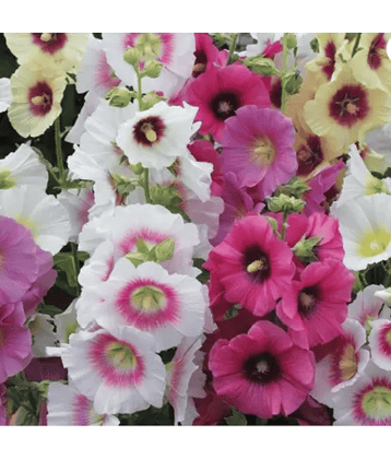CLASSIC GREEN EARTH - Hollyhock Flower ( 25 Seeds )