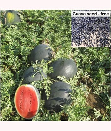 Watermelon F1 Hybrid Green seeds -15 Seeds+ Guava seed free ( 10 seed )