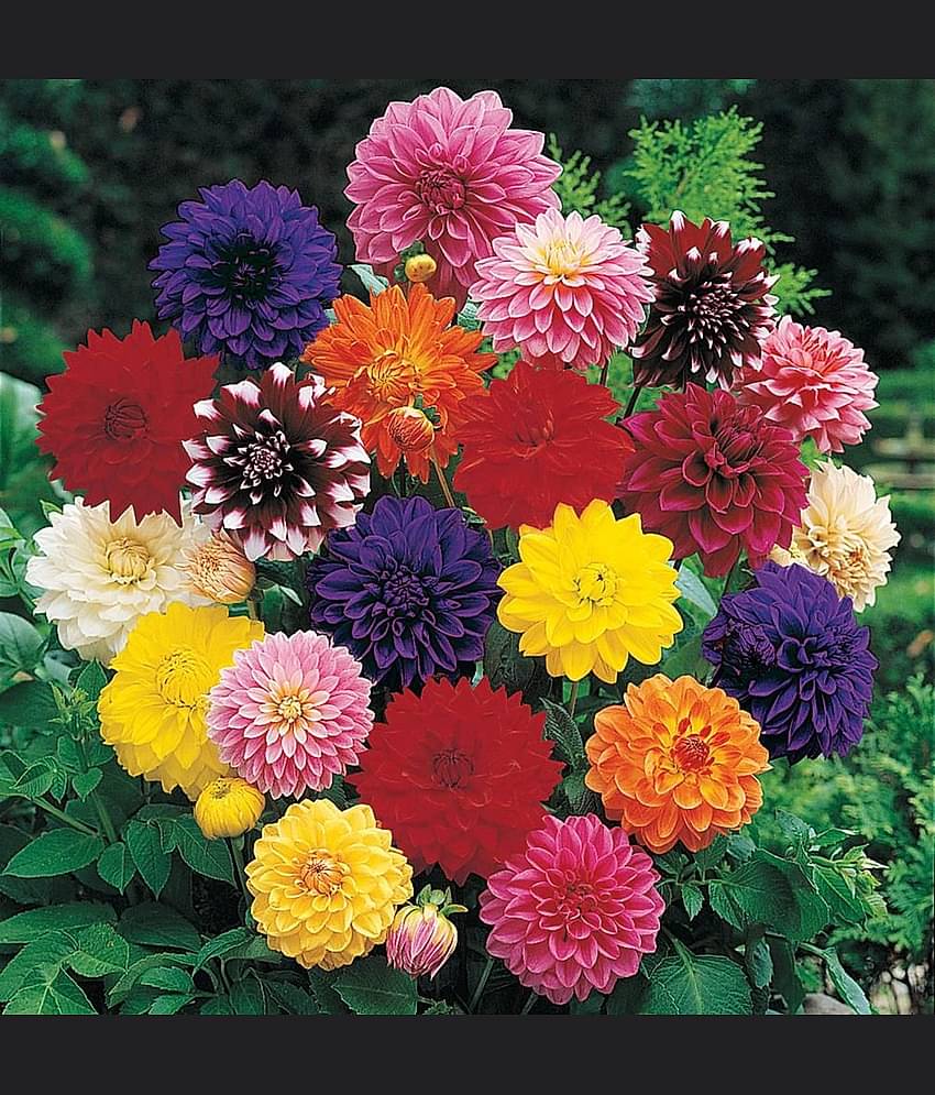 homeagro - Dahlia Mixed Flower ( 25 Seeds )