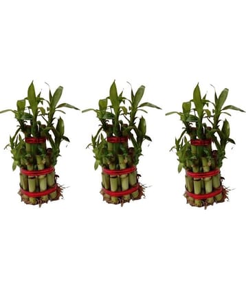 Green plant indoor - Green Wild Artificial Flowers With Pot ( Pack of 3 )