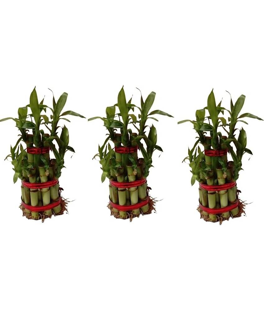 Green plant indoor - Green Wild Artificial Flowers With Pot ( Pack of 3 )