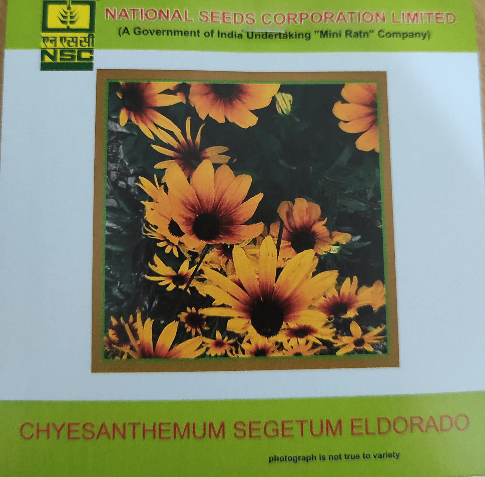 NSC Chrysanthemum Segetum Eldorado Flower seed