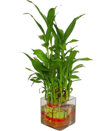 Green plant indoor - Green Wild Artificial Flowers With Pot ( Pack of 1 )