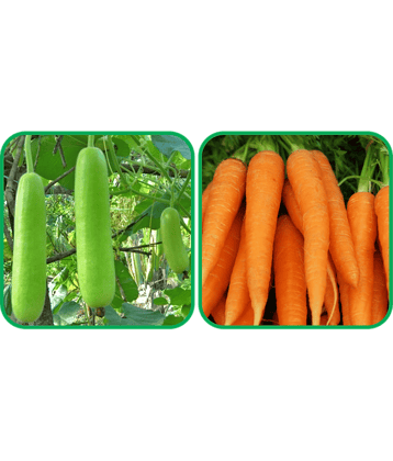 Aero Seeds English Carrot ( 100 Seeds) And Bottle Gourd Long ( 30 Seeds) Vegetable Seeds Pack