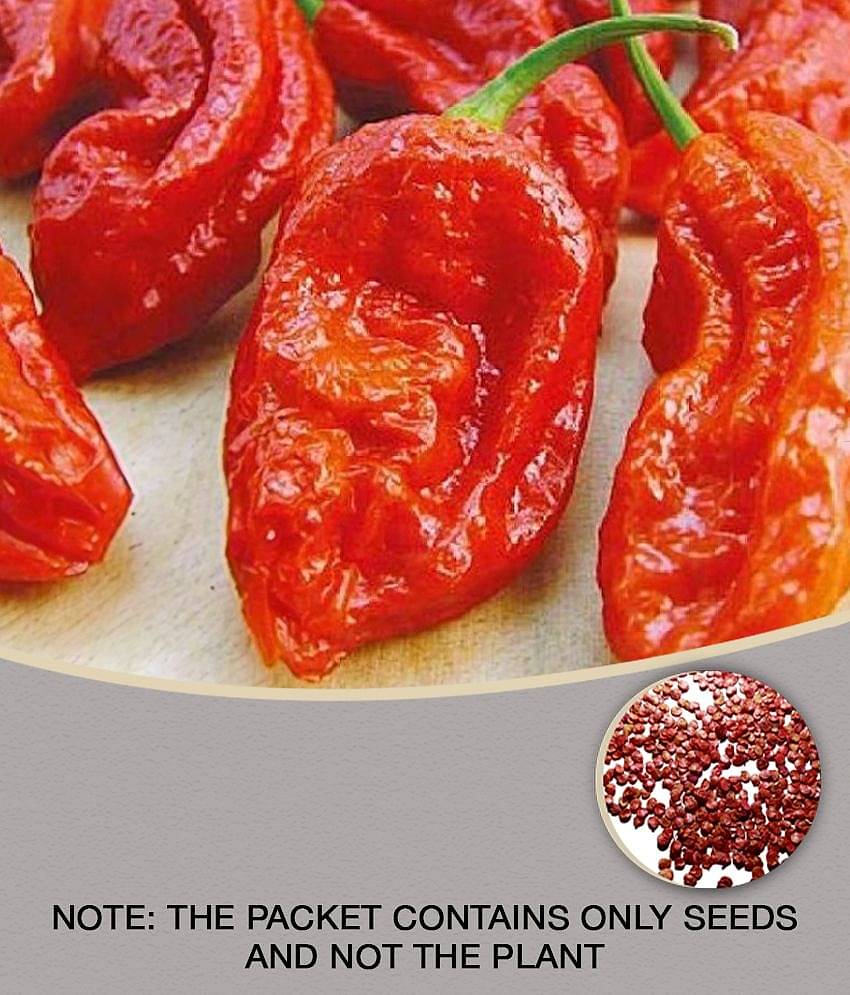 homeagro - Chilli Vegetable ( 50 Seeds )