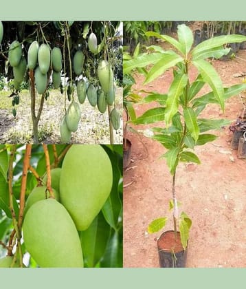 Cloud Farm Outdoor Mango Fruit Plant Pack of 1