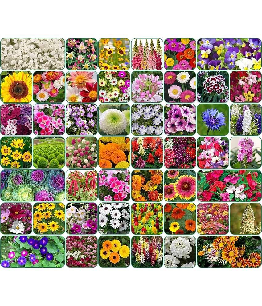 Aero Seeds 50 variety Flower seeds combo pack with instruction manual.