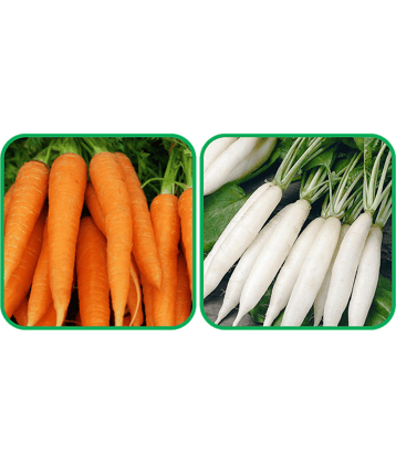 Aero Seeds Radish White Long (100 Seeds) And English Carrot ( 100 Seeds) Vegetable Seeds Pack