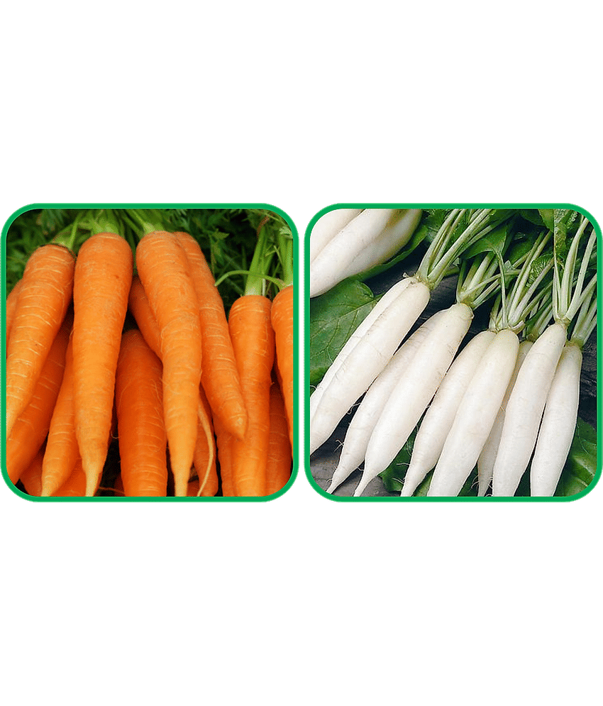 Aero Seeds Radish White Long (100 Seeds) And English Carrot ( 100 Seeds) Vegetable Seeds Pack