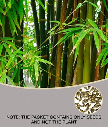 MALE BAMBOO SEEDS (CALCUTTA BAMBOO, SOLID BAMBOO) For Home Garden, Live Fencing, Natural Shadow, Prevent Air Pollution (Plant Seed Pack) 50 seeds
