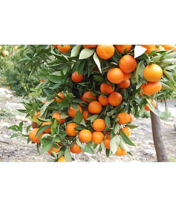OhhSome Orange Tree Fruit Seeds Fruit Seed For Terrace Garden Fruit Seeds Garden Pack
