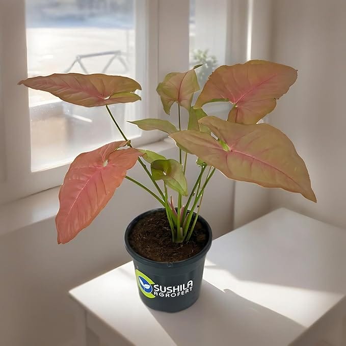Sushila Agrofert's Syngonium live Pink Plant Ornamental Natural Indoor Semi Outdoor Plant