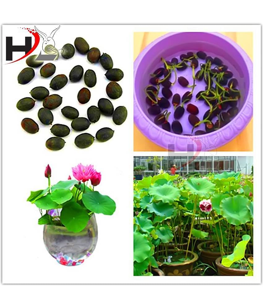 HL-Best Quality Lotus Flower Seeds Mix Colors Seeds / Kamal Gatta Seed - Kamal Gata Seed For Home Garden Free Supporting & Instruction Manual