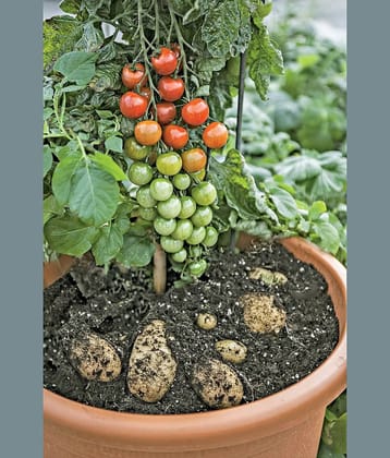 homeagro - Tomato Vegetable ( 100 Seeds )