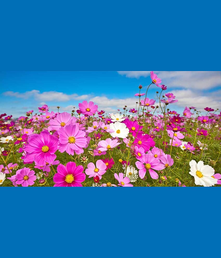 homeagro - Cosmos Mixed Flower ( 20 Seeds )