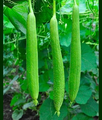 LiveNature Sponge Gourd/Tori/Turai Seeds | Desi Vegetable Plant Seeds | Best For Home Garden & Terrace – Pack of 30 Seeds