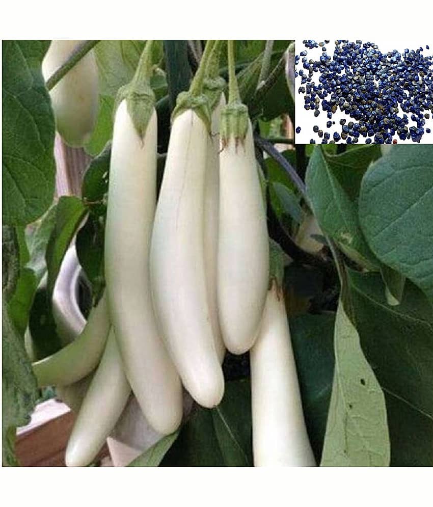 homeagro - Brinjal Vegetable ( 50 Seeds )