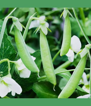 Green Peas (Hare Mattar Ke Beej) Vegetable Seeds Pack Of 30 | Organic | for Planting in Home Kitchen Terrace Balcony Gardening
