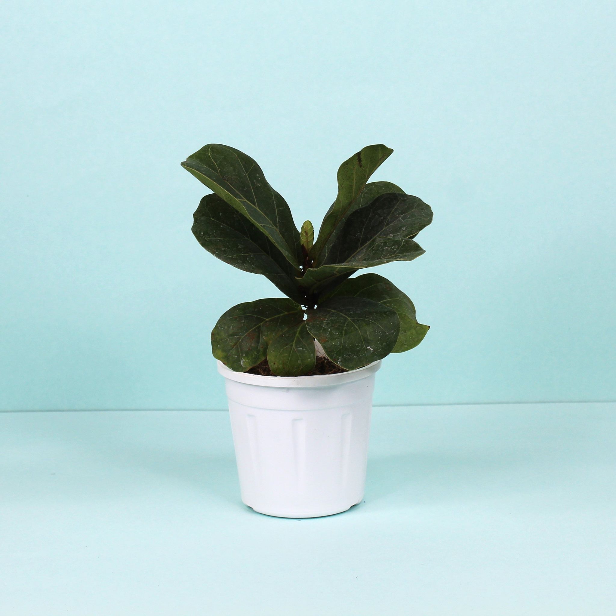Fiddle Leaf Fig Plant-Grow Pot / White