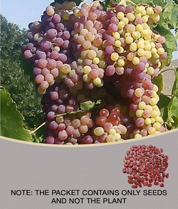 homeagro - Black Grape Fruit ( 20 Seeds )