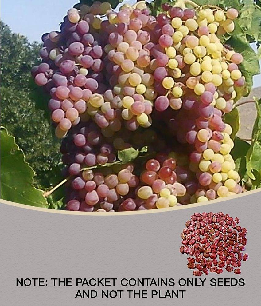 homeagro - Black Grape Fruit ( 20 Seeds )