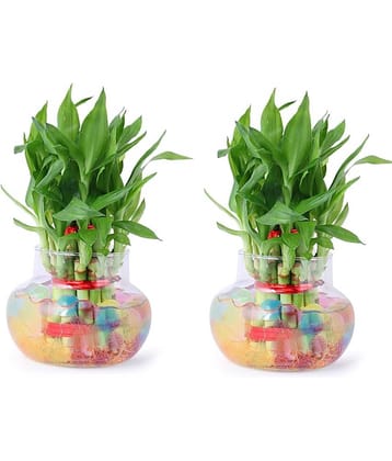 Green plant indoor - Green Wild Artificial Flowers With Pot ( Pack of 2 )