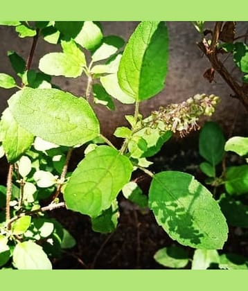 Best Quality Indoor Tulsi Plant Seeds - 25 Seeds Per Pack
