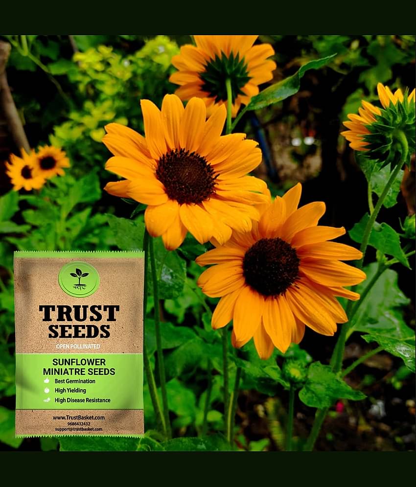TrustBasket Sun Flower Miniatre Seeds (OP) with Free Germination Potting Soil Mix (20 Seeds)