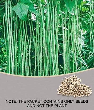 Hybrid Pkm Seeds Drumstick 10 Vegetable Seeds