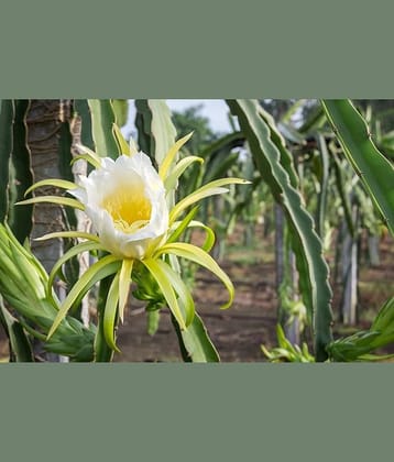 Cloud Farm Outdoor Fruit Plant ( Pack of 3 )