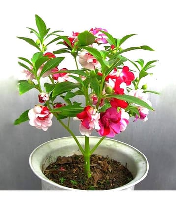 homeagro - Balsam Mixed Flower ( 20 Seeds )