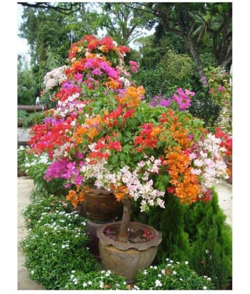 Multicolour Rainbow Bougainvillea Flower Plant Seeds - 20 Seeds