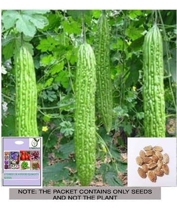 STOREFLIX Bitter Gourd Vegetable ( 6 Seeds )