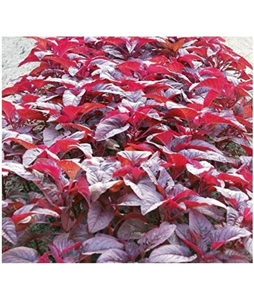 High Yield Red Amaranthus Laal Bhaji Seeds 200 seeds